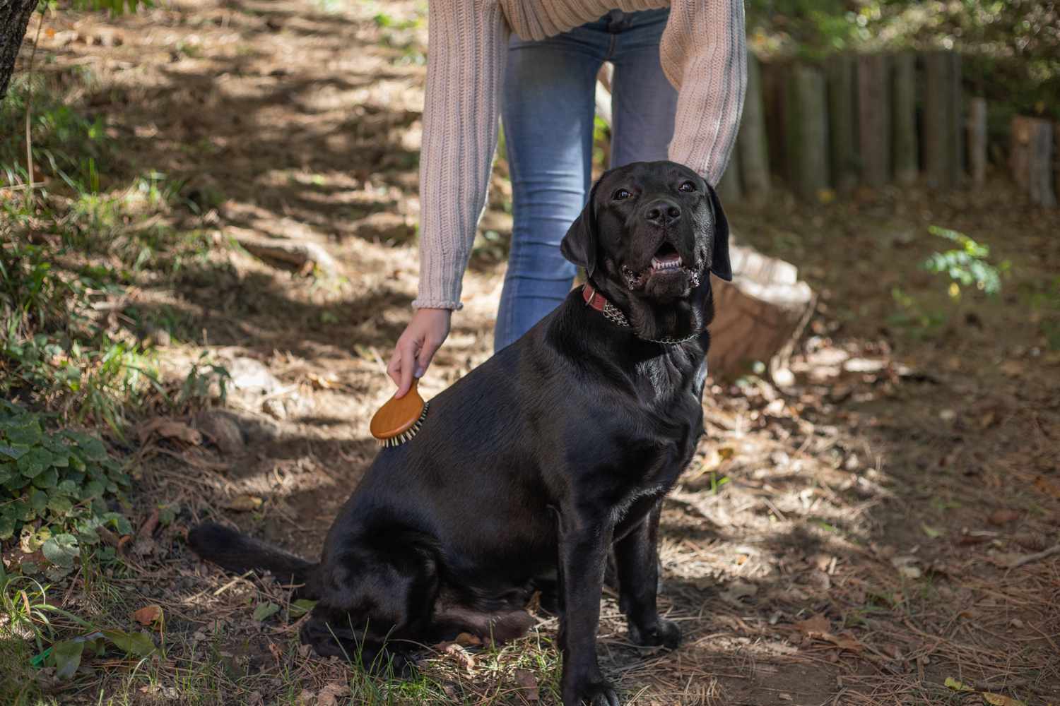 woman brushes black dog hair outside