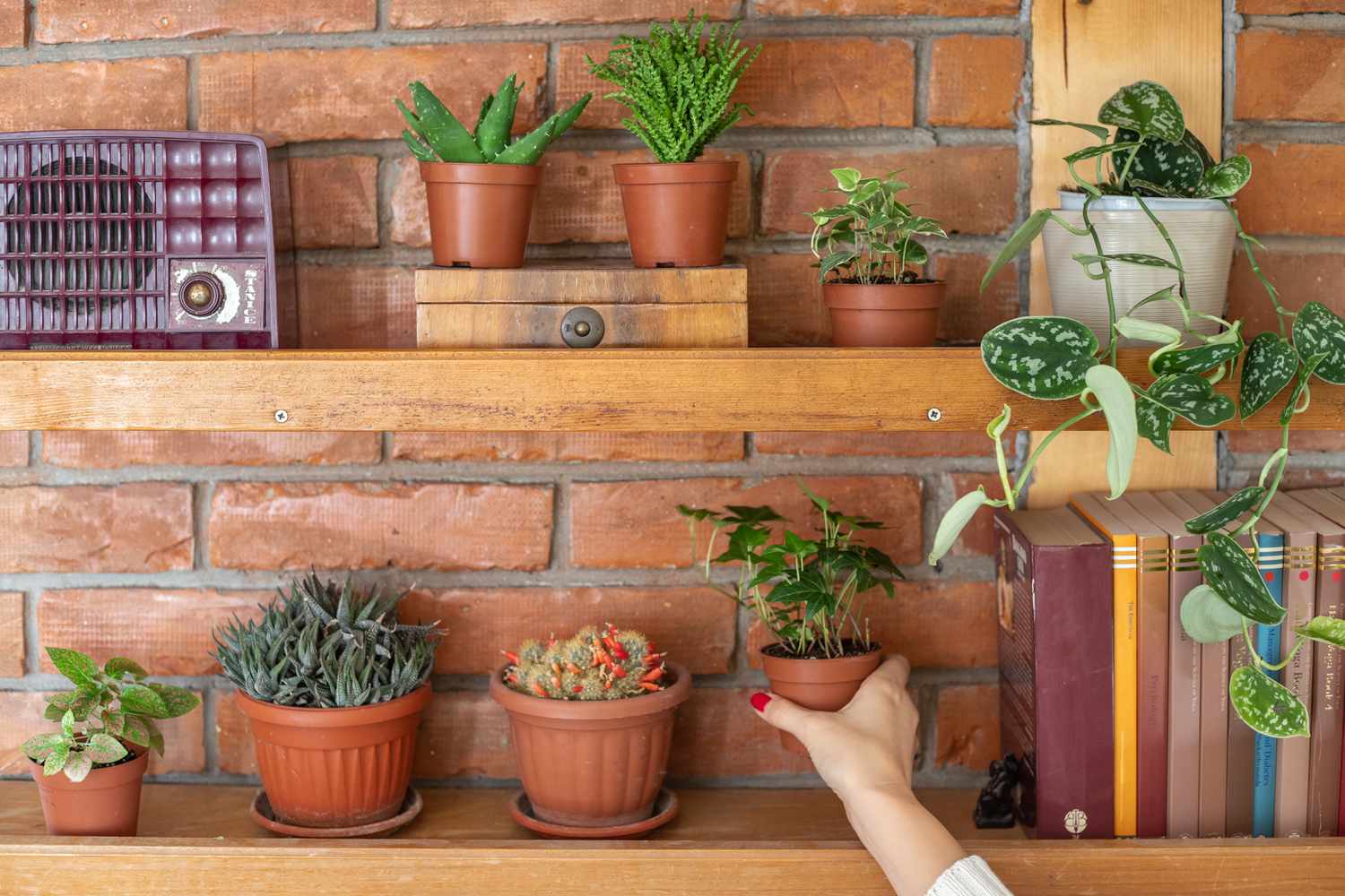 tiny houseplants on an open shelf with books
